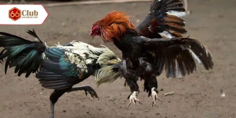 Cách bắt kèo đá gà xác chuẩn cho người chơi