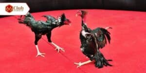 Đá Gà Cựa Dao - Loại Cá Cược người Chơi Yêu Thích