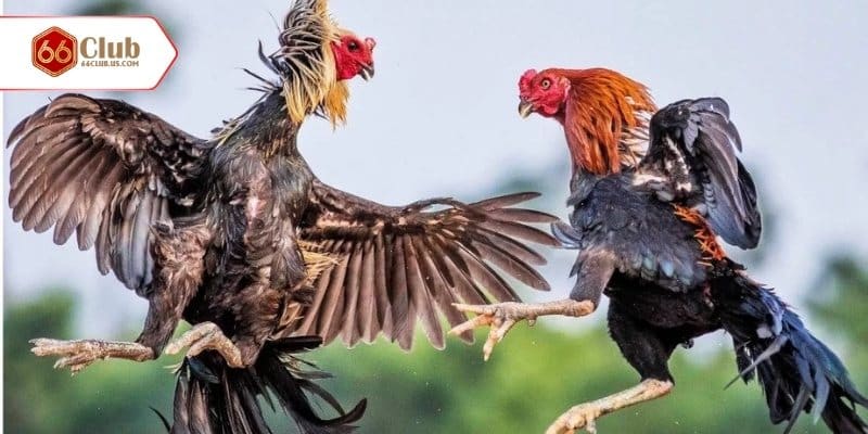 Khám phá luật của đá gà xác là sao?