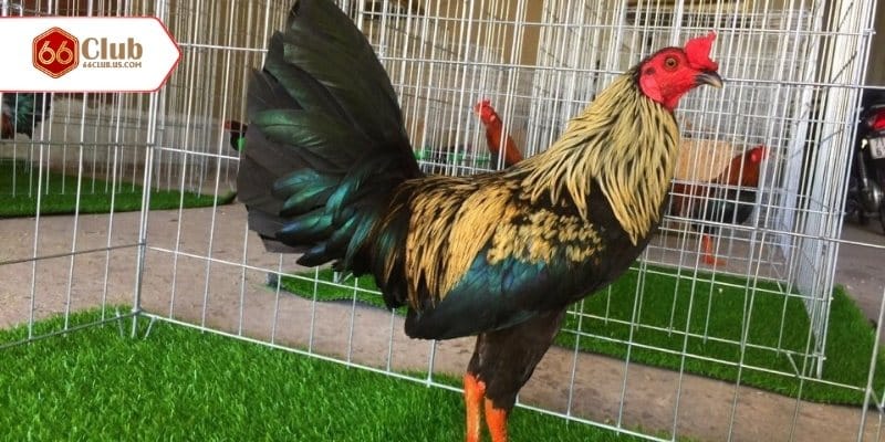 Những điểm nổi trội khiến đá gà cựa dao được yêu thích