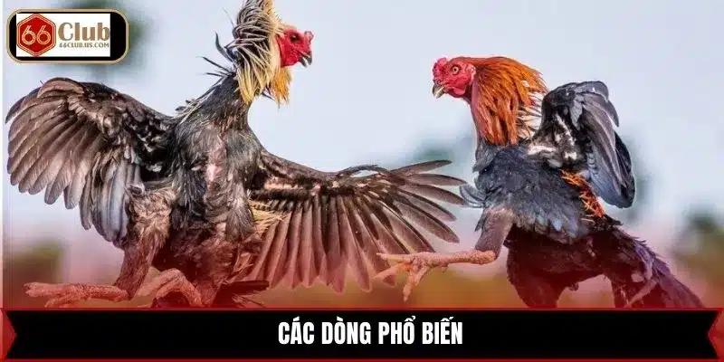 Các dòng phổ biến