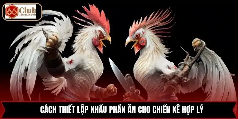 Cách thiết lập khẩu phần ăn cho chiến kê hợp lý