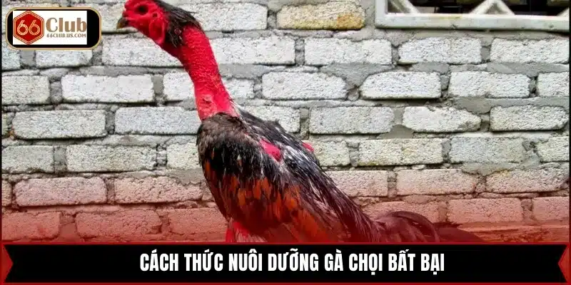 Cách thức nuôi dưỡng gà chọi bất bại