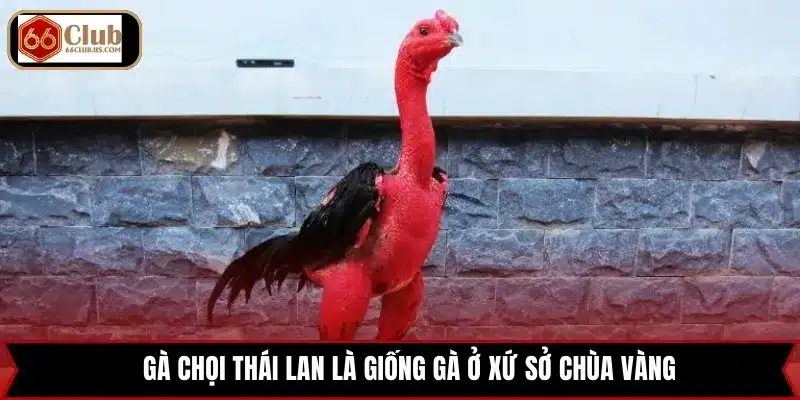 Gà chọi Thái Lan là giống gà ở xứ sở Chùa Vàng