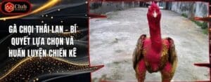 Gà Chọi Thái Lan – Bí Quyết Lựa Chọn Và Huấn Luyện Chiến Kê