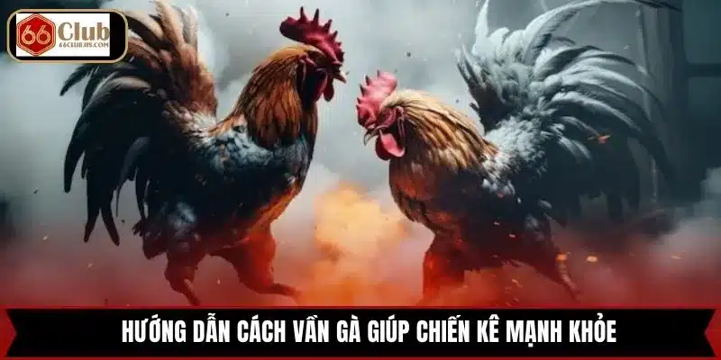 Hướng dẫn cách vần gà giúp chiến kê mạnh khỏe