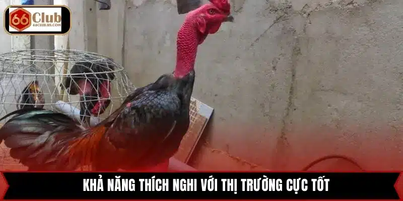 Khả năng thích nghi với thị trường cực tốt