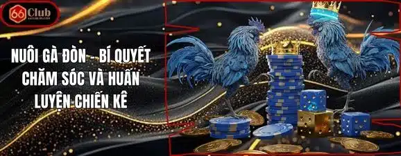 Nuôi Gà Đòn – Bí Quyết Chăm Sóc Và Huấn Luyện Chiến Kê