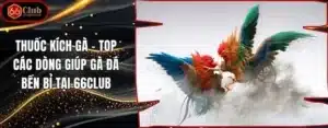 Thuốc Kích Gà - Top Các Dòng Giúp Gà Đá Bền Bỉ Tại 66club