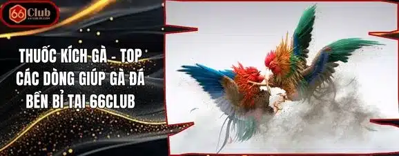 Thuốc Kích Gà - Top Các Dòng Giúp Gà Đá Bền Bỉ Tại 66club