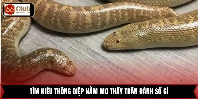 Tìm hiểu thông điệp nằm mơ thấy trăn đánh số gì