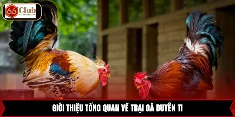 Giới thiệu tổng quan về trại gà Duyên Ti