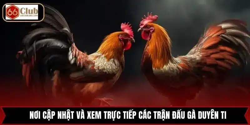 Nơi cập nhật và xem trực tiếp các trận đấu gà Duyên Ti