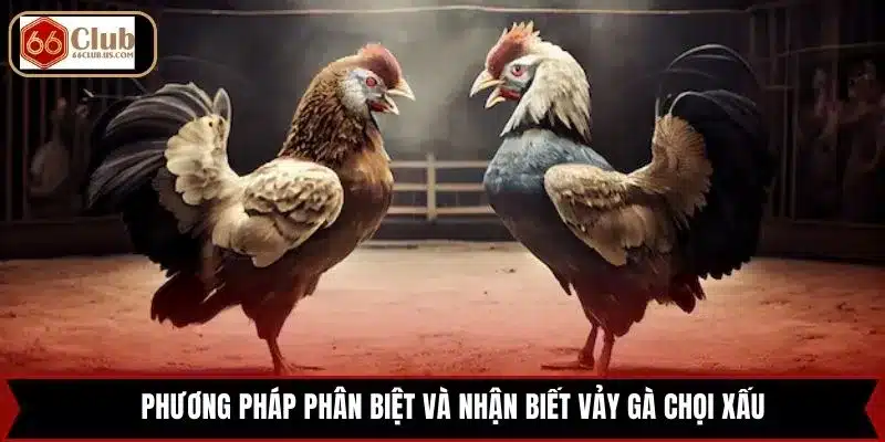 Phương pháp phân biệt và nhận biết Vảy gà chọi xấu