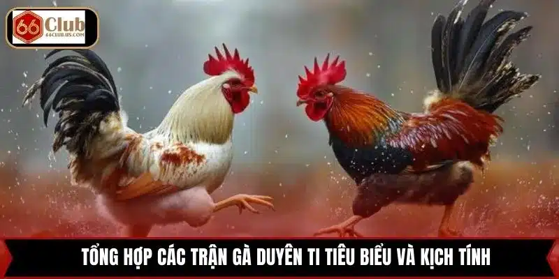Tổng hợp các trận gà Duyên Ti tiêu biểu và kịch tính