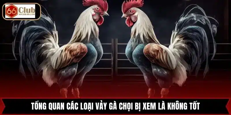 Tổng quan các loại vảy gà chọi bị xem là không tốt