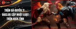 Trận Gà Duyên Ti – 66club Cập Nhật Loạt Trận Kịch Tính