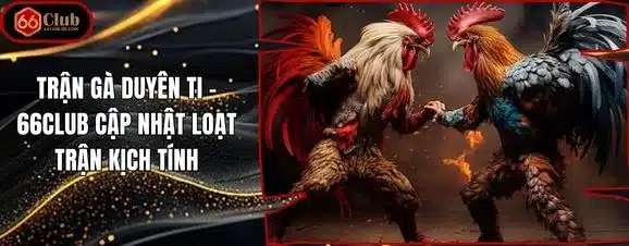 Trận Gà Duyên Ti – 66club Cập Nhật Loạt Trận Kịch Tính