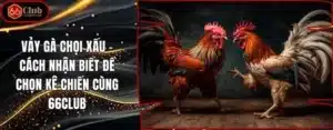 Vảy Gà Chọi Xấu – Cách nhận biết để chọn kê chiến cùng 66Club