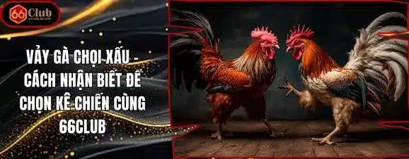 Vảy Gà Chọi Xấu – Cách nhận biết để chọn kê chiến cùng 66Club